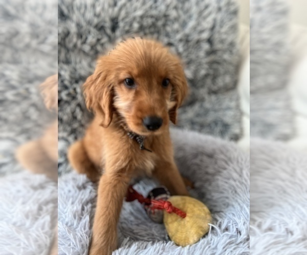 Medium Photo #8 Golden Retriever-Poodle (Toy) Mix Puppy For Sale in NEWPORT BEACH, CA, USA