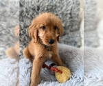 Small #7 Golden Retriever-Poodle (Toy) Mix