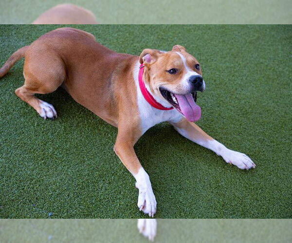 Medium Photo #3 American Staffordshire Terrier-Unknown Mix Puppy For Sale in Waco, TX, USA