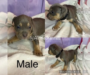 American Bully Puppy for sale in BEAVER FALLS, PA, USA