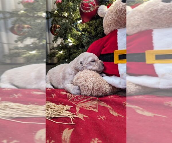 Medium Photo #10 Golden Retriever Puppy For Sale in ELVERTA, CA, USA