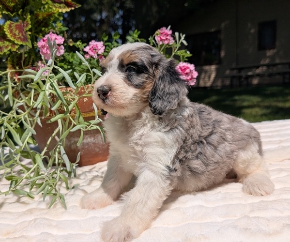 Medium Photo #66 Miniature Bernedoodle Puppy For Sale in GOSHEN, IN, USA