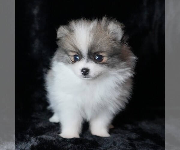 Medium Photo #6 Pomeranian Puppy For Sale in ROCK VALLEY, IA, USA