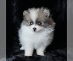 Small #5 Pomeranian