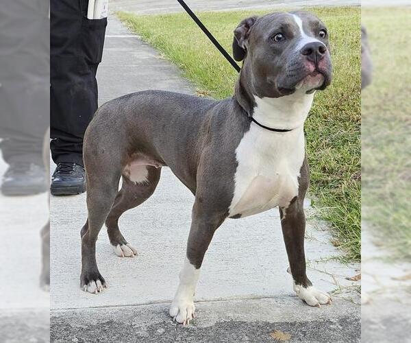 Medium Photo #3 American Staffordshire Terrier-Unknown Mix Puppy For Sale in San Antonio, TX, USA