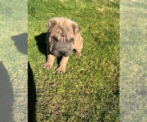 Chinese Shar-Pei Puppy for sale in ORANGE, CA, USA