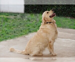 Father of the Golden Retriever puppies born on 03/03/2025