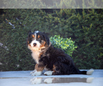 Small Photo #2 Bernedoodle (Miniature) Puppy For Sale in LIGONIER, IN, USA