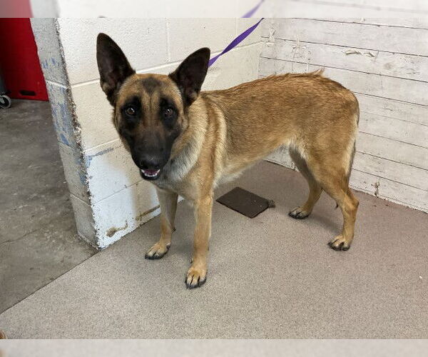 Medium Photo #1 German Shepherd Dog Puppy For Sale in San Bernardino, CA, USA