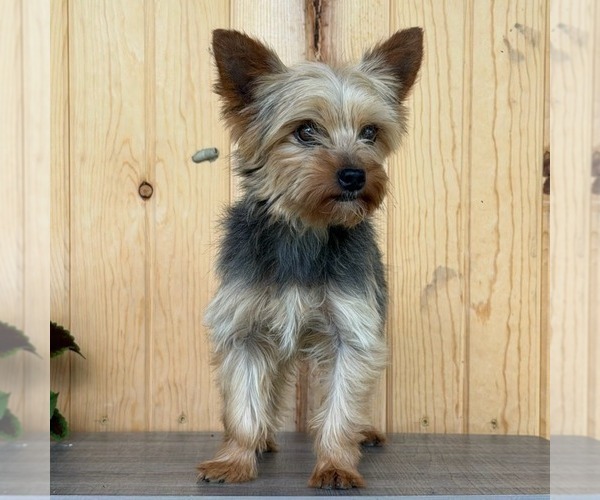 Medium Photo #1 Yorkshire Terrier Puppy For Sale in ECONOMY, IN, USA
