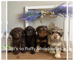 Poodle (Miniature) Puppy for sale in GROVELAND, FL, USA