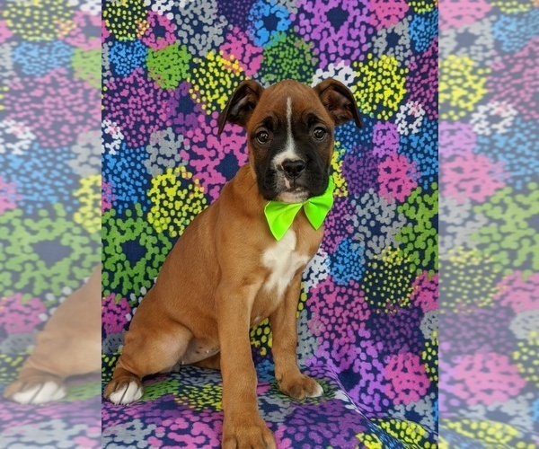 Medium Photo #3 Boxer Puppy For Sale in KIRKWOOD, PA, USA