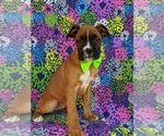 Small Photo #3 Boxer Puppy For Sale in KIRKWOOD, PA, USA