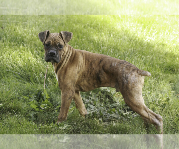 Medium Photo #4 Boxer Puppy For Sale in SHIPSHEWANA, IN, USA