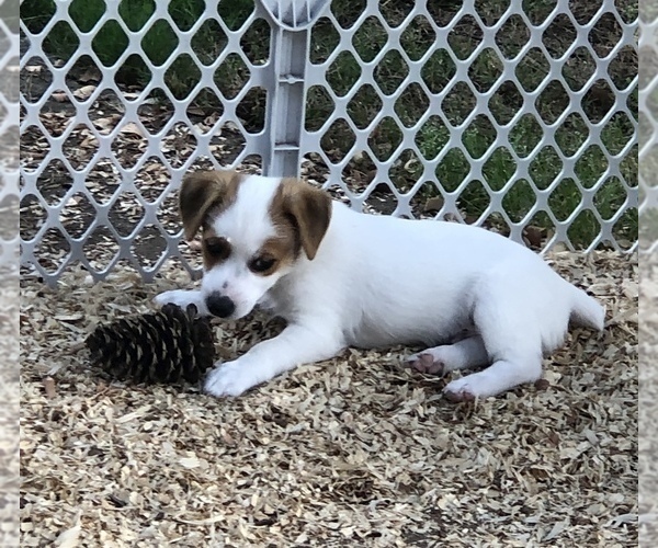 Medium Photo #16 Jack Russell Terrier Puppy For Sale in MABLETON, GA, USA