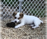 Small #15 Jack Russell Terrier