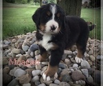 Puppy Meagan Bernese Mountain Dog