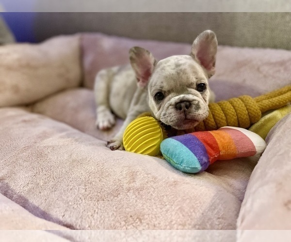 Medium Photo #1 French Bulldog Puppy For Sale in PHILADELPHIA, PA, USA