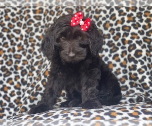 Golden Retriever-Goldendoodle Mix Puppy for sale in LAKELAND, FL, USA