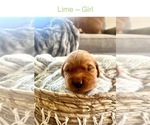 Puppy Lime Golden Retriever