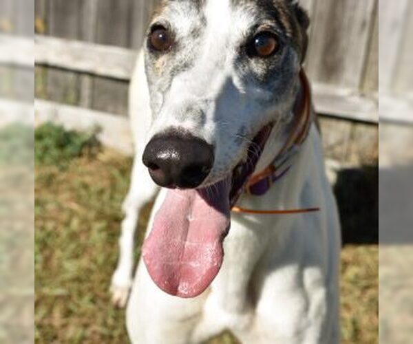 Medium Photo #1 Greyhound Puppy For Sale in Grandville, MI, USA
