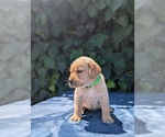 Small Photo #5 Labrador Retriever Puppy For Sale in SACRAMENTO, CA, USA