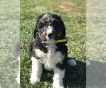 Small Photo #16 Bernedoodle Puppy For Sale in BOWLING GREEN, KY, USA