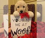 Small Photo #2 Goldendoodle Puppy For Sale in GLENDALE, CA, USA