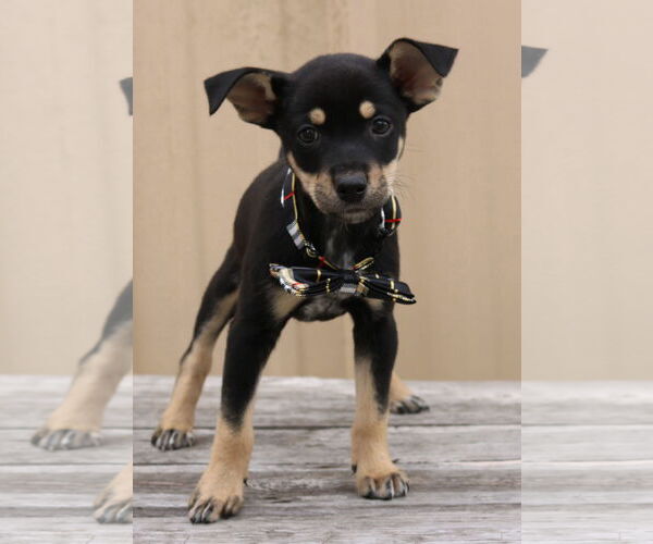 Medium Photo #4 Chihuahua-Unknown Mix Puppy For Sale in Bandera, TX, USA