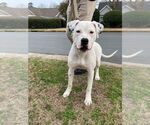 Small #2 American Bulldog