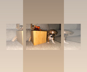 ShiChi Puppy for sale in MCDONOGH RUN, MD, USA