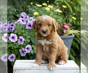 Goldendoodle Puppy for sale in LITITZ, PA, USA