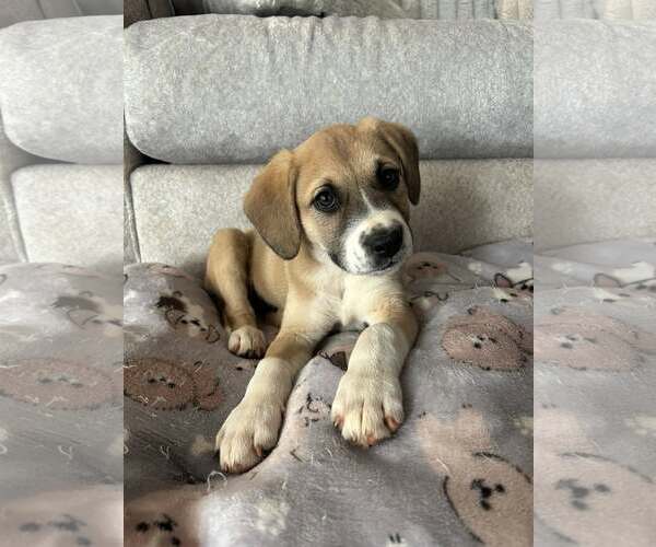 Medium Photo #1 Mutt Puppy For Sale in Greenville, SC, USA