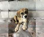 Small Mutt