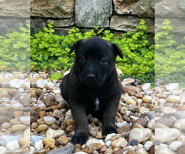 Medium Photo #2 Belgian Malinois Puppy For Sale in BURNINGTOWN, NC, USA