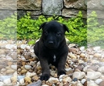 Small Photo #12 Belgian Malinois Puppy For Sale in BURNINGTOWN, NC, USA