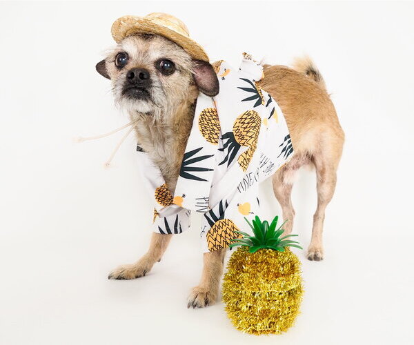 Medium Photo #2 Mutt Puppy For Sale in Phoenix, AZ, USA