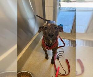 American Pit Bull Terrier-Catahoula Leopard Dog Mix Dogs for adoption in San Martin, CA, USA