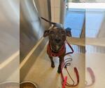 Small American Pit Bull Terrier-Catahoula Leopard Dog Mix