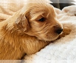 Small Photo #19 Goldendoodle Puppy For Sale in WOODLAND, AL, USA