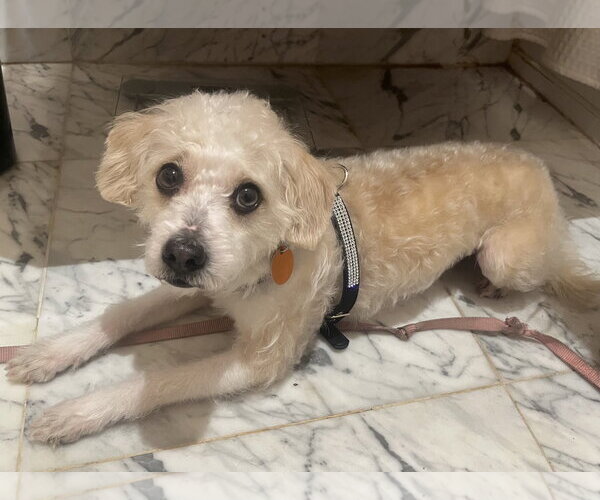 Medium Photo #3 Maltipoo (Miniature) Puppy For Sale in Staten Island, NY, USA