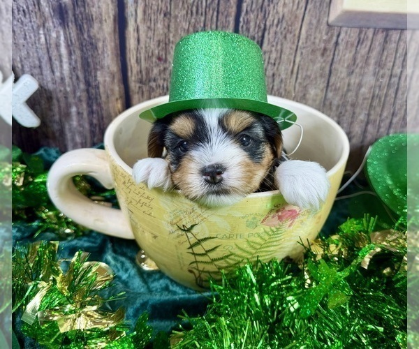 Medium Photo #6 Yorkshire Terrier Puppy For Sale in CASSVILLE, MO, USA