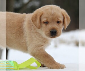 Labrador Retriever Puppy for sale in HYDE PARK, VT, USA