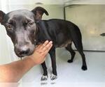 Small Labrador Retriever