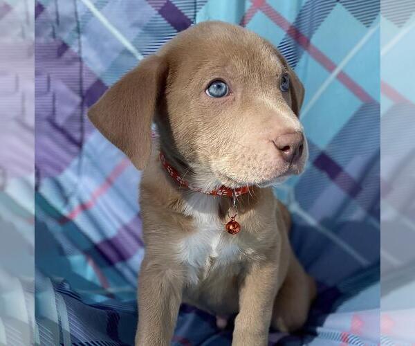 Medium Photo #1 Labrador Retriever-Unknown Mix Puppy For Sale in San Diego, CA, USA