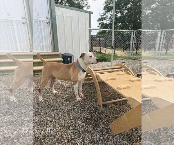 Medium Photo #8 Mutt Puppy For Sale in Wakefield, RI, USA