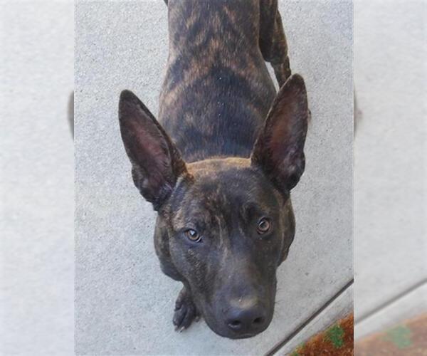 Medium Photo #1 German Shepherd Dog-Unknown Mix Puppy For Sale in Santa Rosa, CA, USA