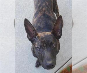 German Shepherd Dog-Unknown Mix Dogs for adoption in Santa Rosa, CA, USA