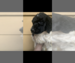 Small Photo #7 Poodle (Standard) Puppy For Sale in VENETA, OR, USA