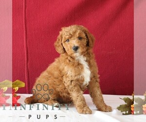 Goldendoodle (Miniature) Puppy for sale in GORDONVILLE, PA, USA